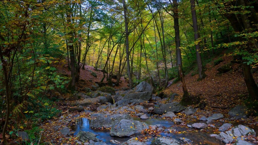 Small creek in Belgium's Ardennes