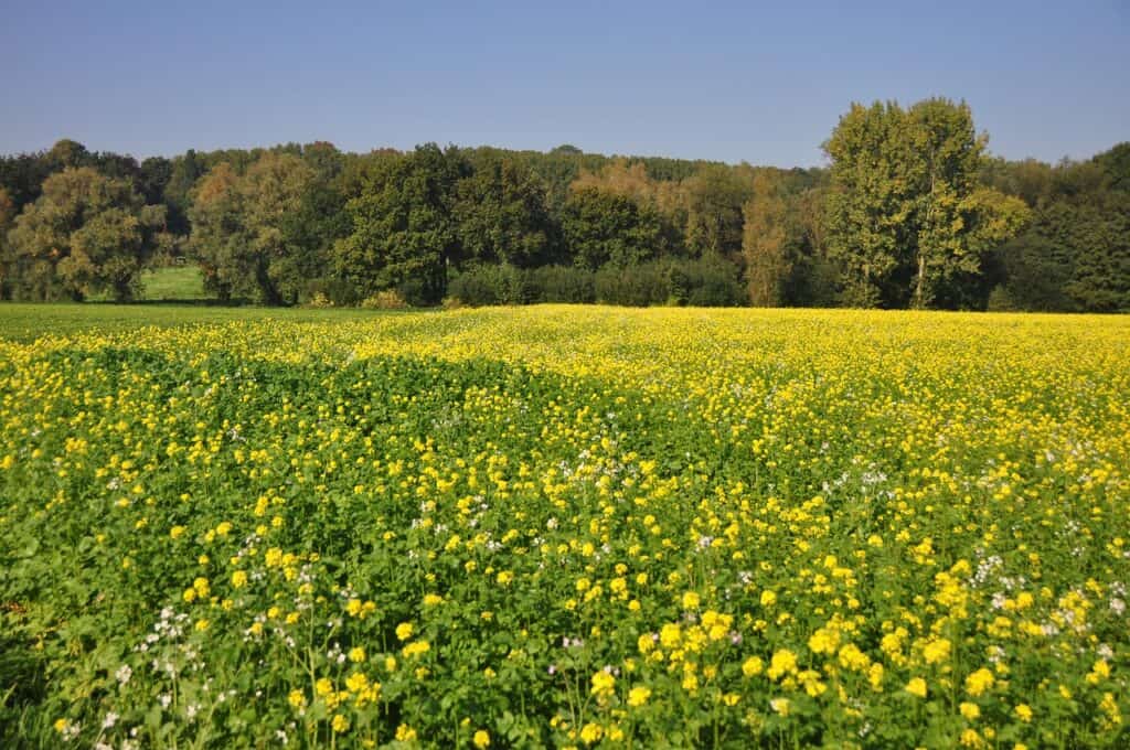 Field of yellow flowers surrounded by trees