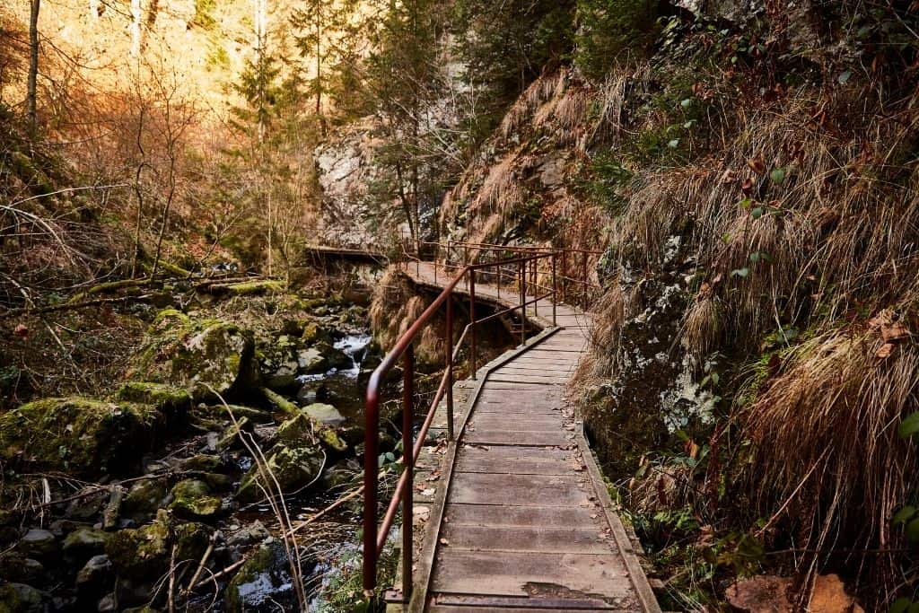 Winding wooden boardwalk through the woods with a stream