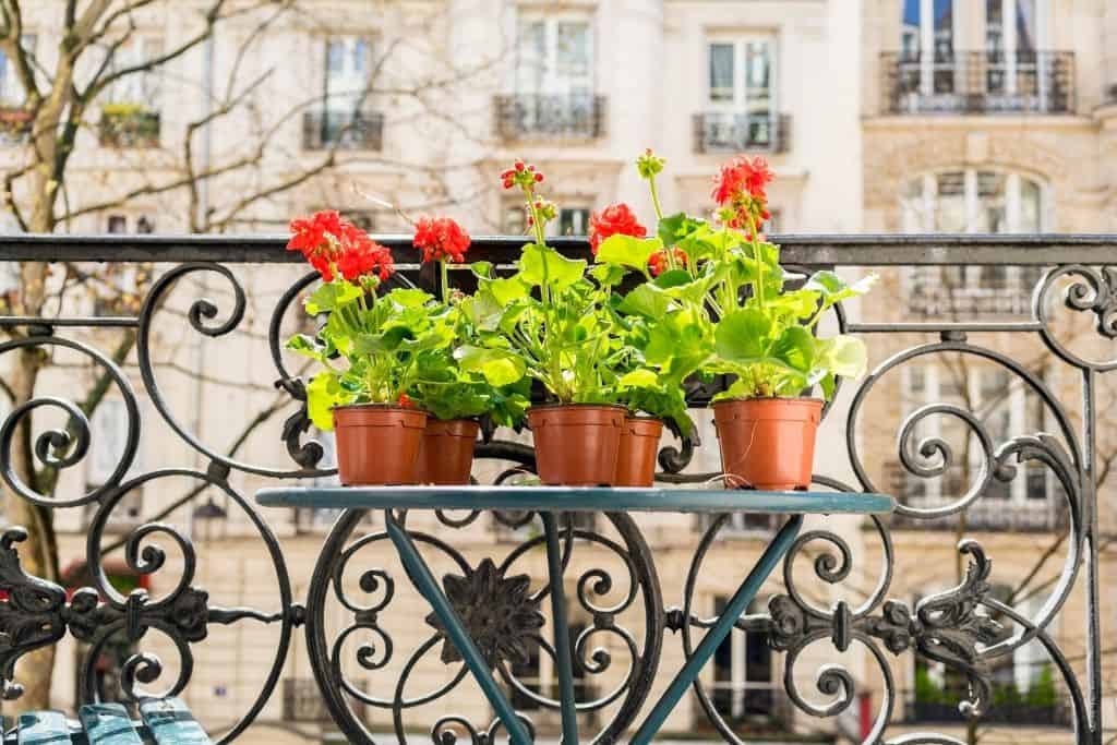 3 potted plants on a small black table on a balcony in Paris