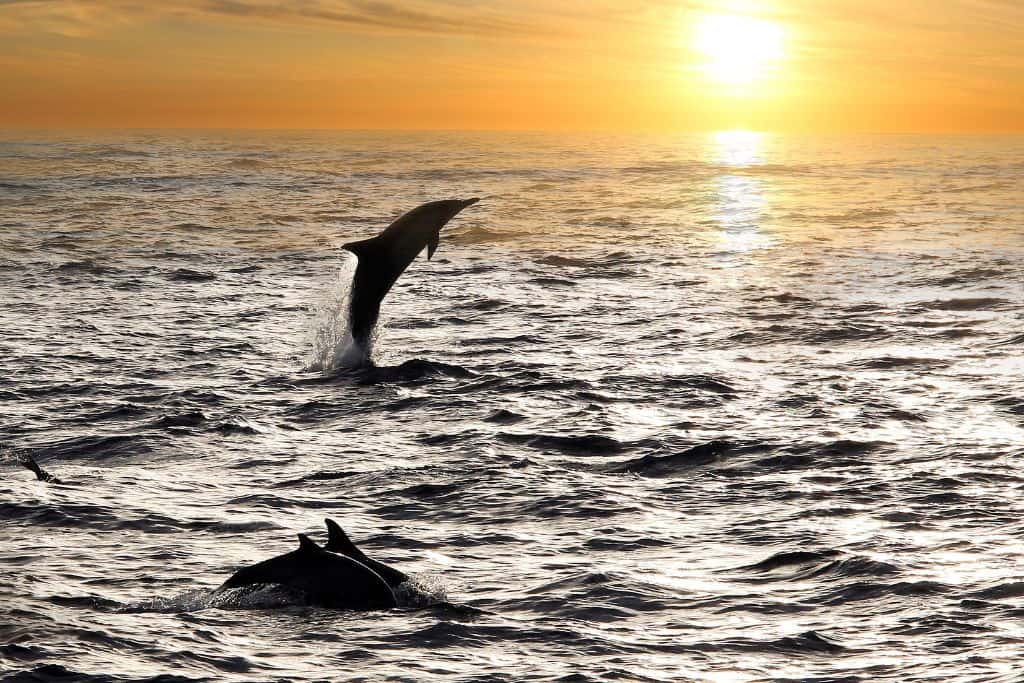 Dolphins swimming in the ocean at sunset