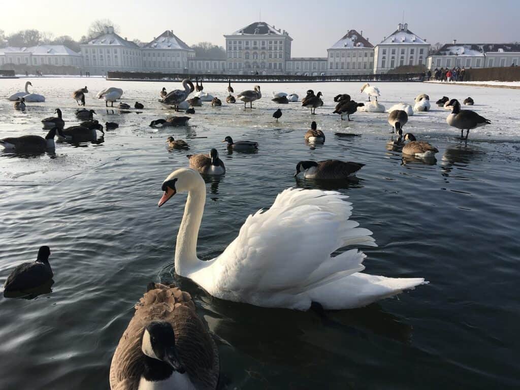 Swans and geese on a frozen lake in Germany