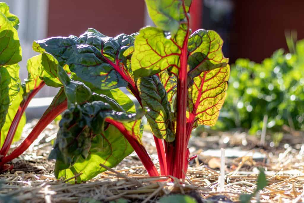 Rhubarb isn't actually among England fruits since it's technically a vegetable, but regardless, it's exceedingly popular in British baking and cooking