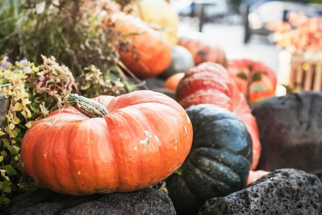 Wide black and orange pumpkins on a stone wall