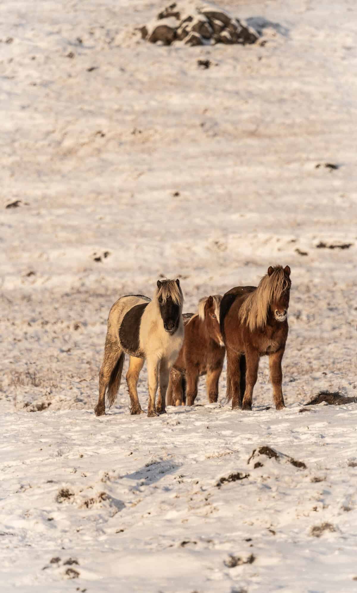 Icelandic horses in a snowy landscape