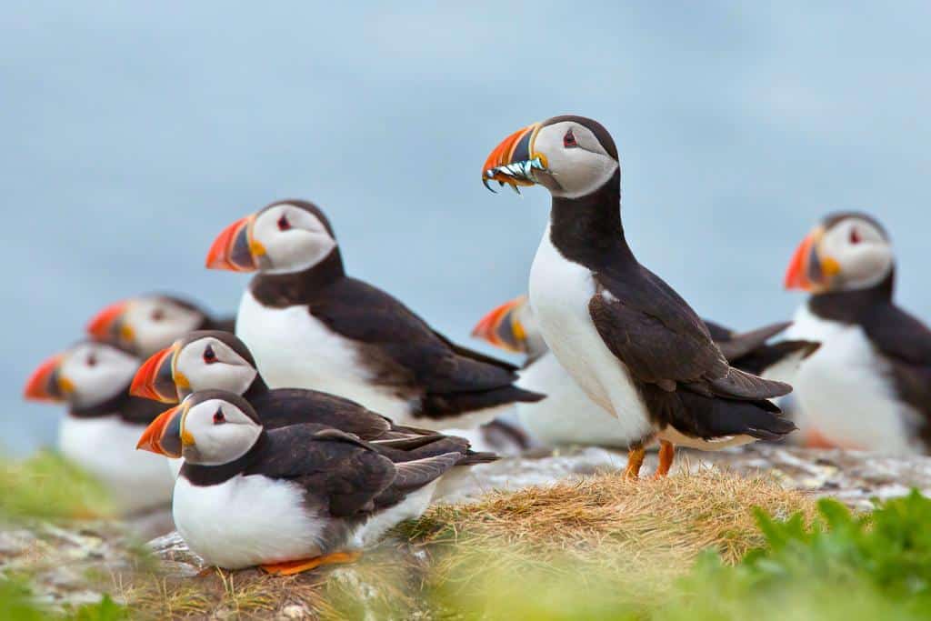 Icelandic puffins eating fish on a rocky shoreline
