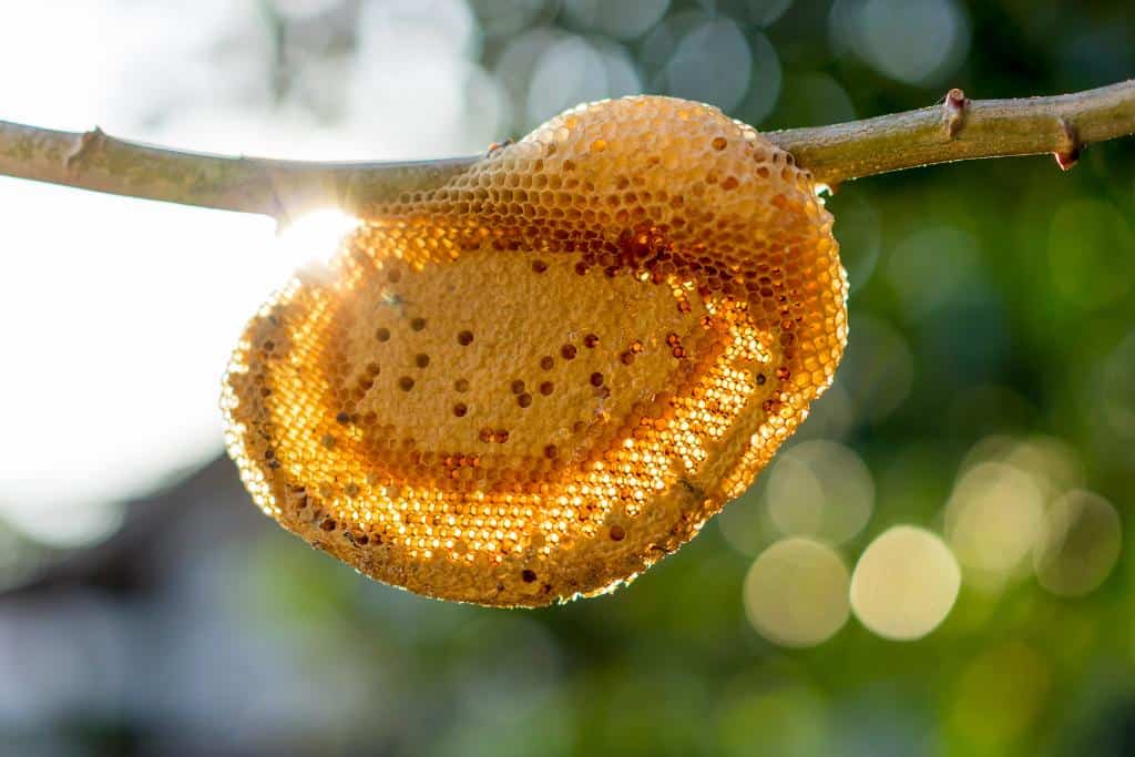 Small beehive on a branch