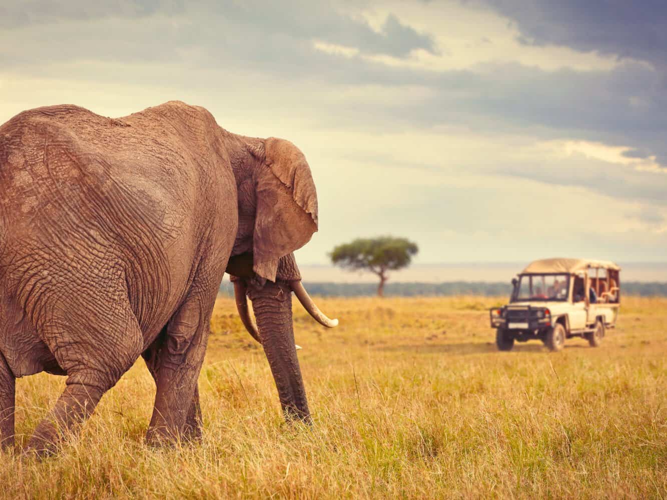 Elephant approaching a safari vehicle in Africa