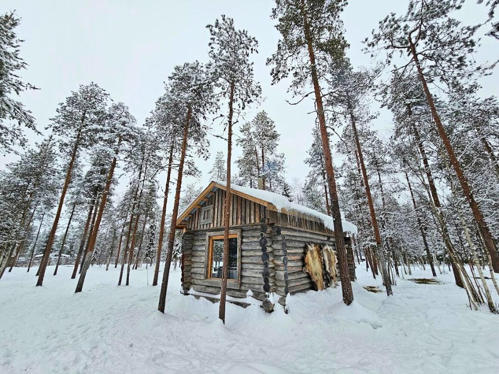 Log cabin surrounded by tall birch trees in a snowy landscape in Finland