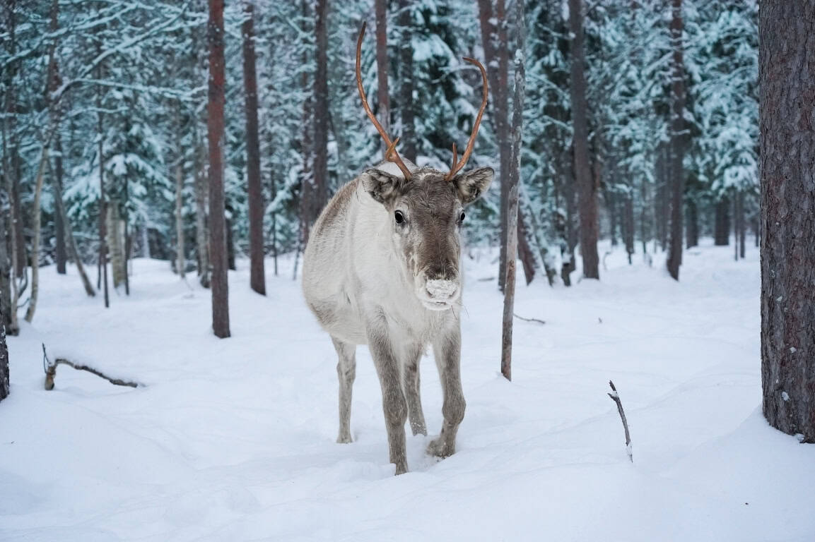 Reindeer walking through the snow surrounded by pine and birch trees in Finland