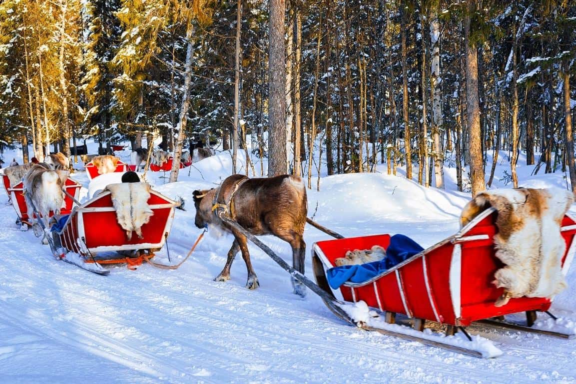 Reindeer pulling red sleighs through the snow at a mass-run, tourist-oriented reindeer "farm" in Rovaniemi, Finland