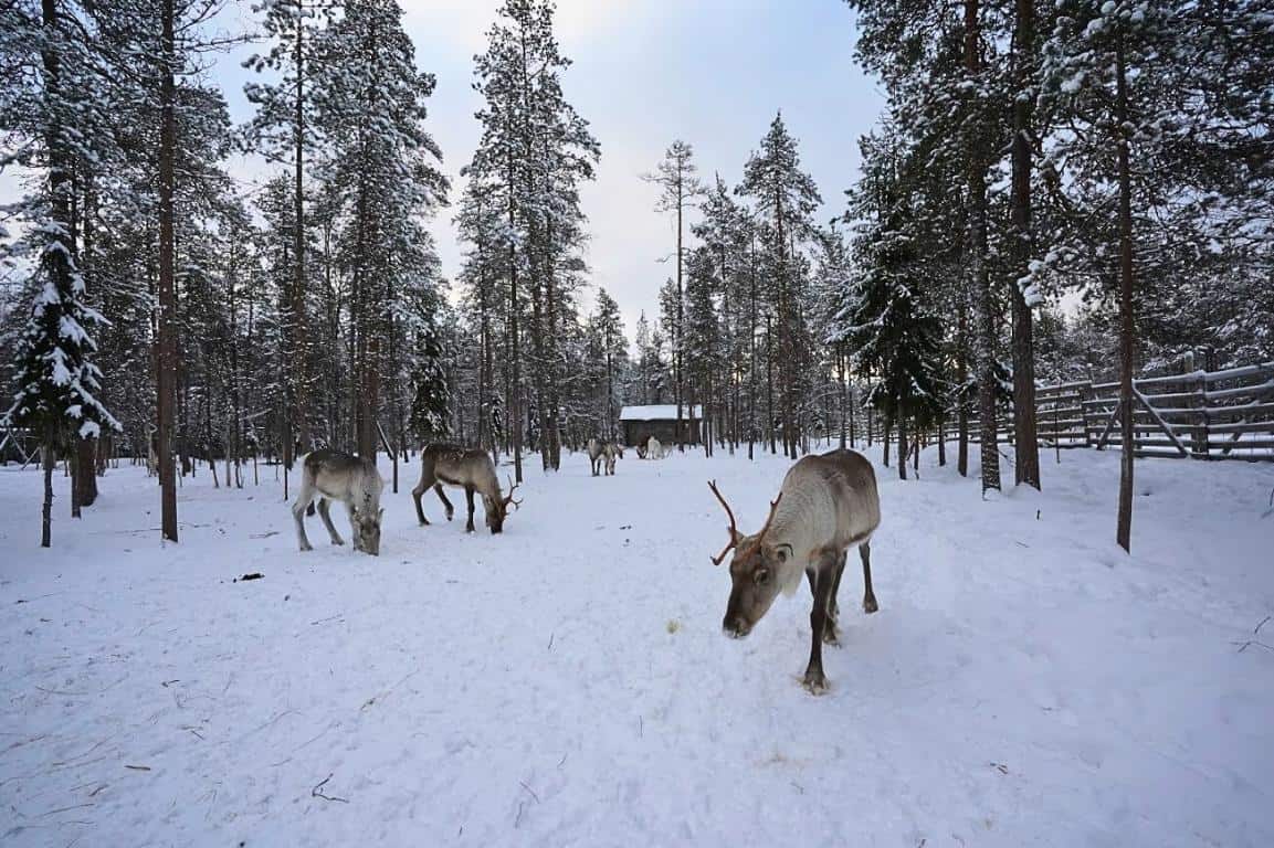 Reindeer roaming around a snowy property covered in trees with a log cabin in Finland